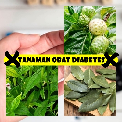 Tanaman Obat Diabetes Basah Tradisional Paling Ampuh Dan Aman