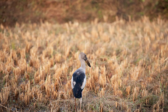 Birds Agumbe Asian open-billed stork breeding plumage