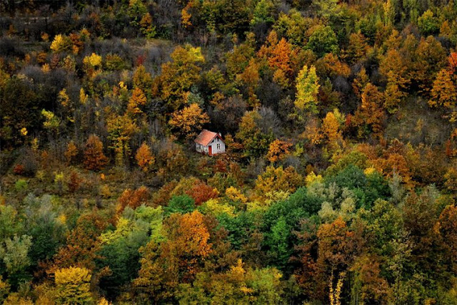 Cozy Cabins In The Woods