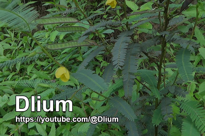Dlium Giri pea (Chamaecrista pratensis)