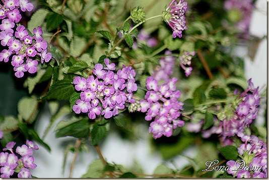 Lantana_Fall