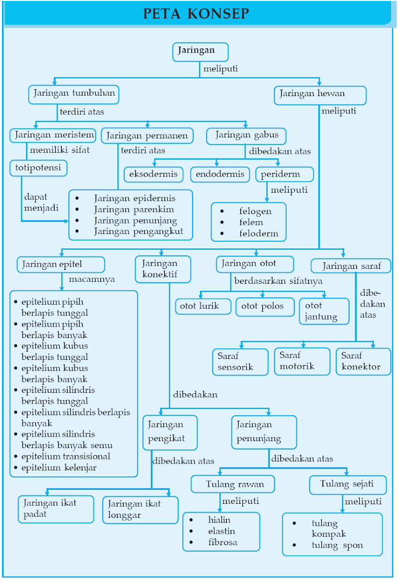 15+ Koleksi Istimewa Peta Konsep Jaringan Hewan Kelas 11