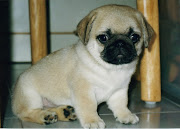 Actually this wish isn't silly at all, i want a pug puppy SO bad!