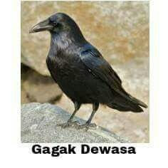 <img src="BUGHATS.jpg" alt=" AlKisah Tentang BUGHATS-ANAK BURUNG GAGAK ">