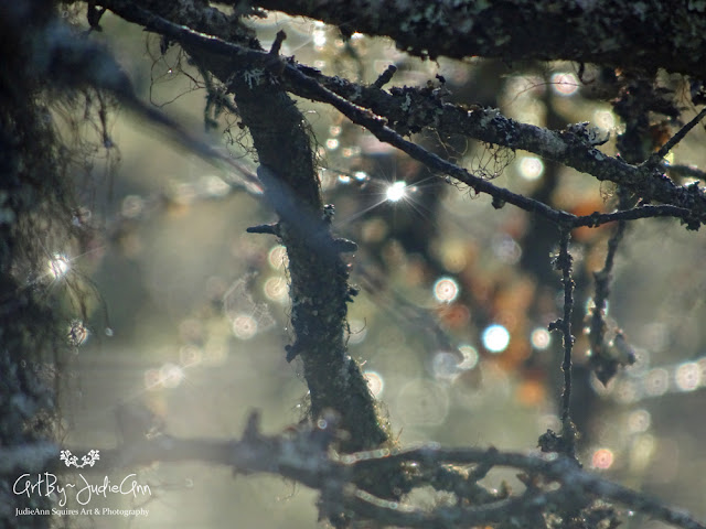 Forest Lights Bokeh