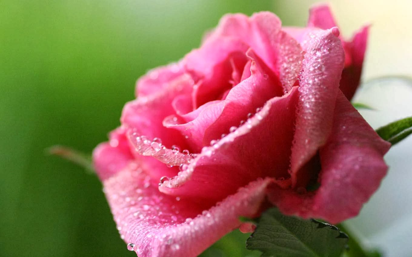 Beautiful Pink Rose Flowers Hd Wallpapers