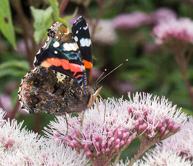 Red Admiral, Vanessa atalanta.  Nymphalidae.   High Elms Country Park, 4 August 2014.