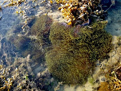 Magnificent Anemones (Heteractis magnifica)