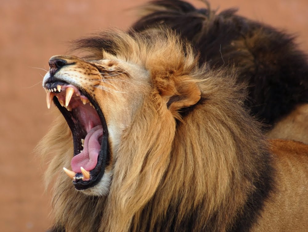 Amazing Roaring Lion all about photo