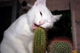 funny animal photos white cat biting down on a cactus nasty surprise awaits