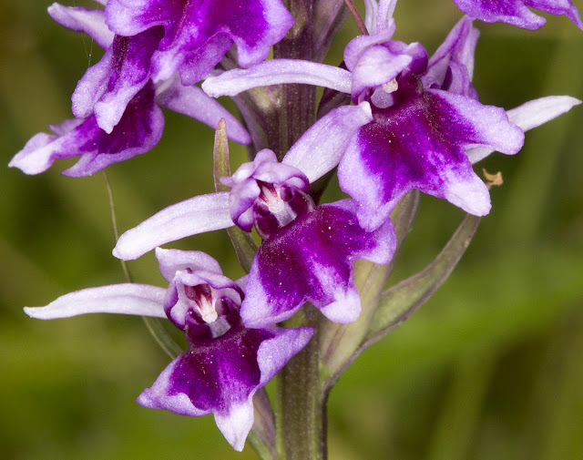 Common Spotted Orchid, Dactylorhiza fuchsii, var. rhodochila.  Downe Bank, 27 June 2015.