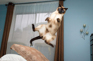 ¿Qué tan alto pueden saltar los gatos? Honestamente, ¡es bastante increíble!