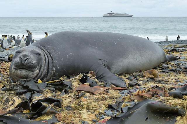 Quần đảo Subantarctic, New Zealand 