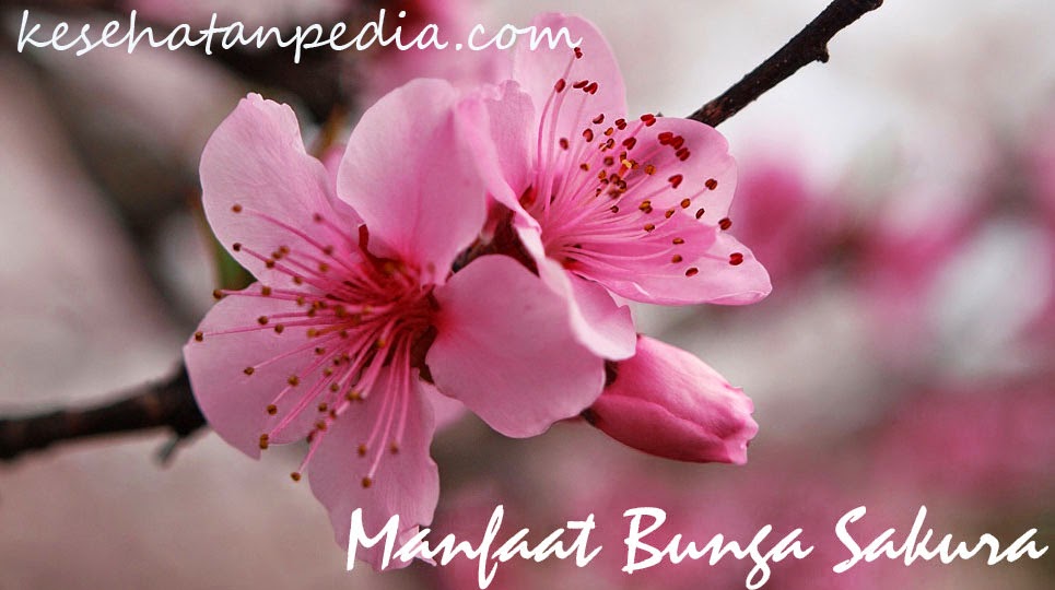  Manfaat Bunga Sakura  untuk Wajah Kulit dan Kesehatan 