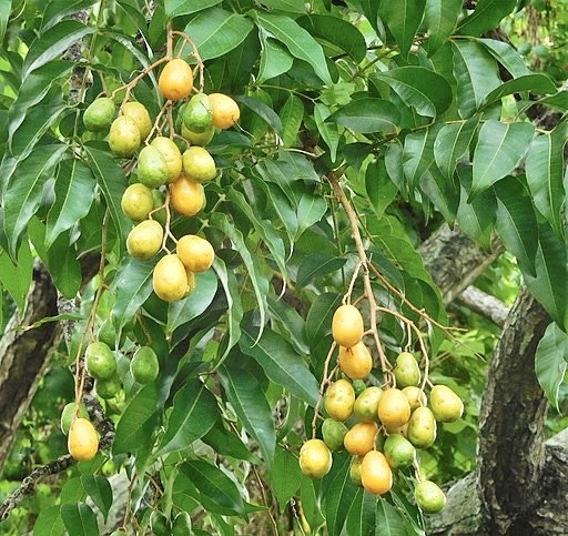 Il Jobo ( Spondias mombin, Lin.) è un albero specialmente amato da Shangò