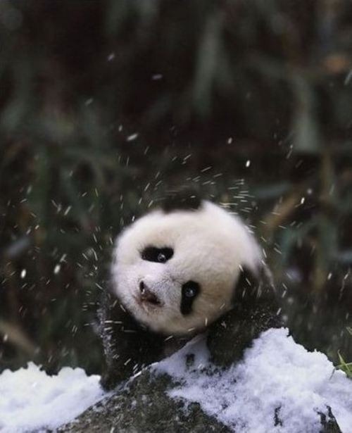 panda-bear-14