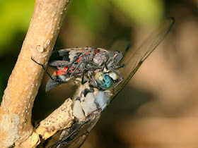 A Blue Dasher dragonfly eating a Spotted Lantern Fly.