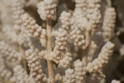 Lambs' Tails (Lachnostachys verbascifolia)