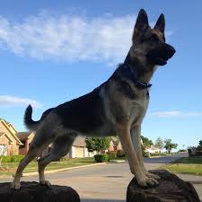 german shepherd