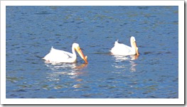 American white pelican, Yellowstone May 2016