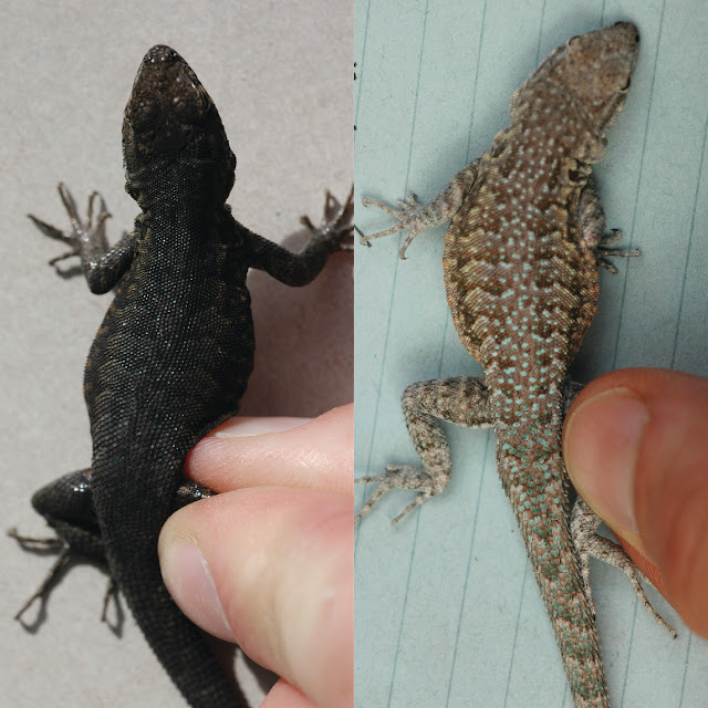 Adaptable lizards illustrate key evolutionary process proposed a century ago