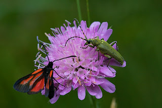 insectos sobre flor