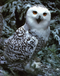 snowy owl