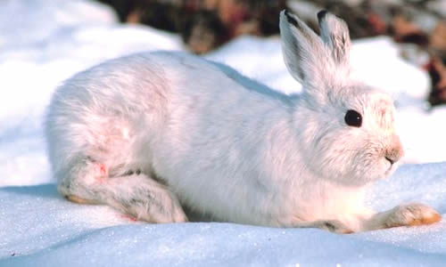 http://www.arkive.org/snowshoe-hare/lepus-americanus/