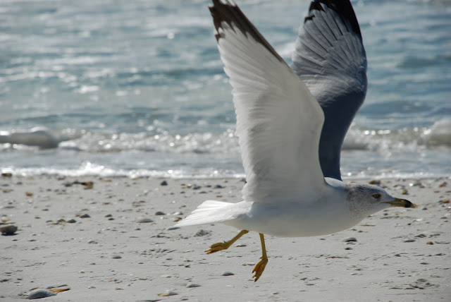 Marco Island
