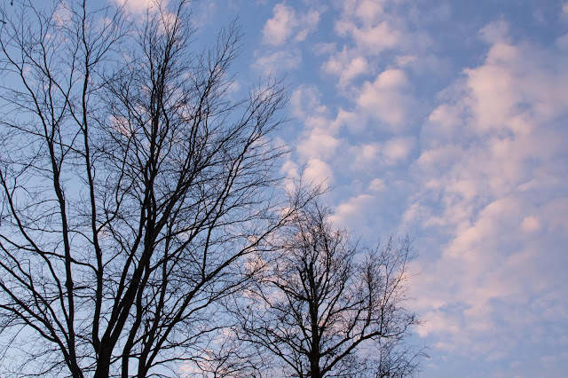 sky with bare trees