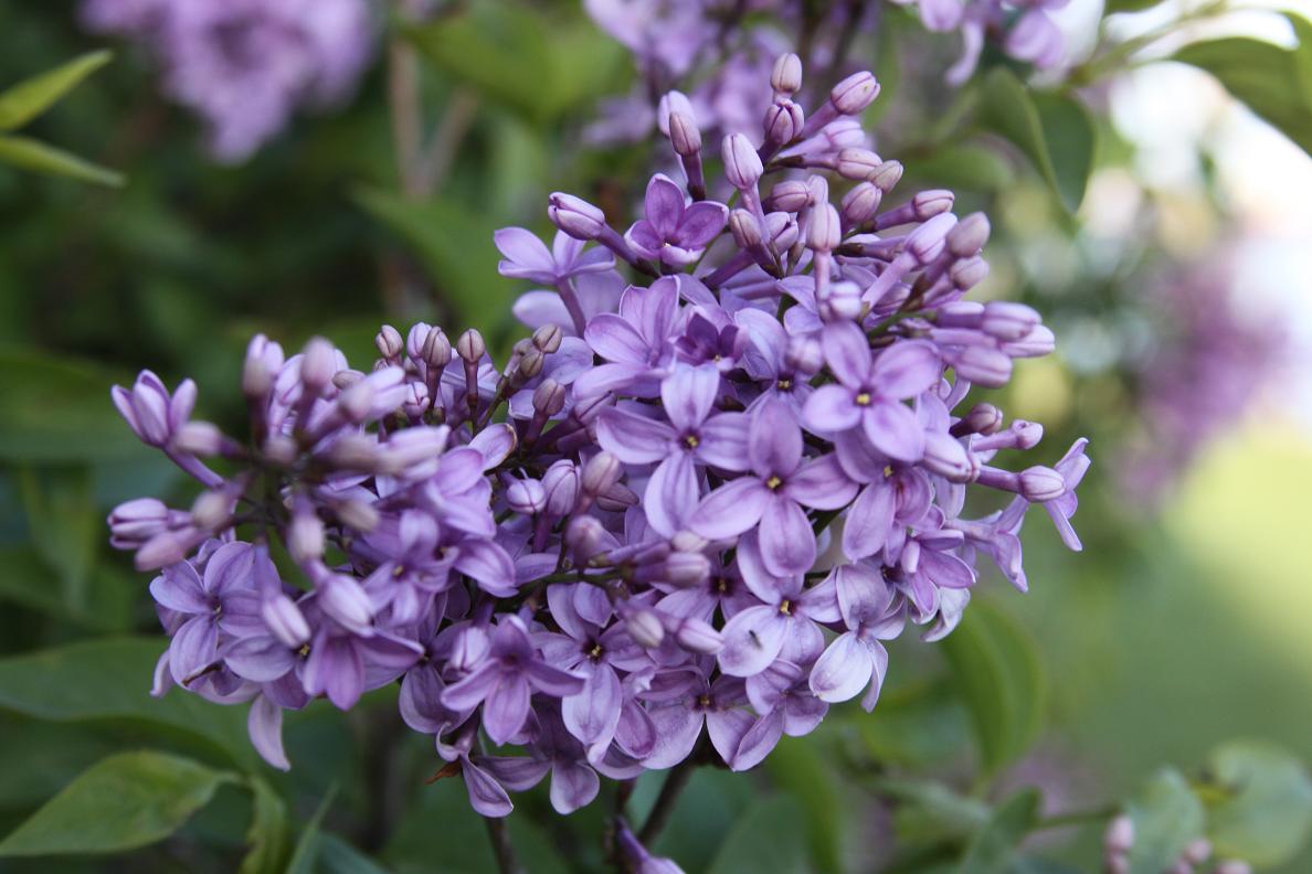 Picture Of Lilac Flowers Wallpaper | PicsWallpaper.com