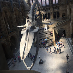 Prehistoric skelaton suspended above museum visitors