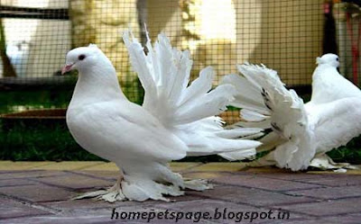 Pigeon and Dove as Home Pets