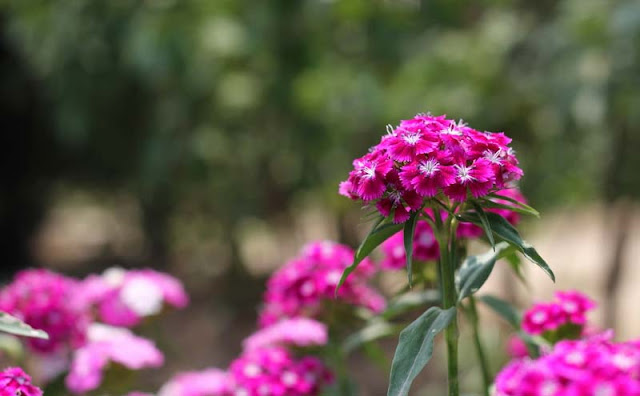 Sweet William Flowers Pictures