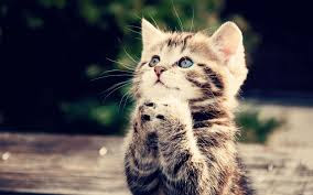 Praying cute cat