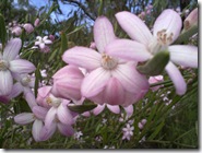 Spring's early arrival
