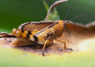 10 Amazing Facts About Grasshoppers