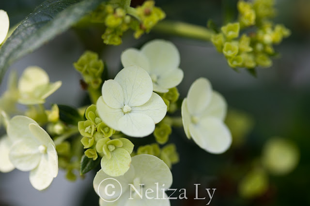 strawberry sundae hydrangea