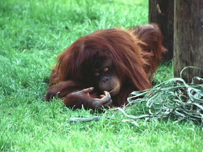 Orangutan‘s are amazing, and this one is ready for a nap.