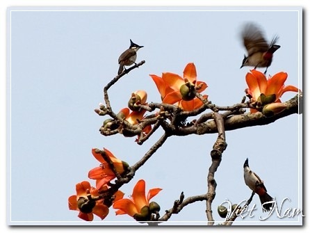 Đỏ rực hoa gạo đầu Hè, Việt Nam