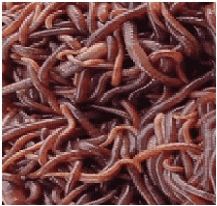 vermicomposting worms