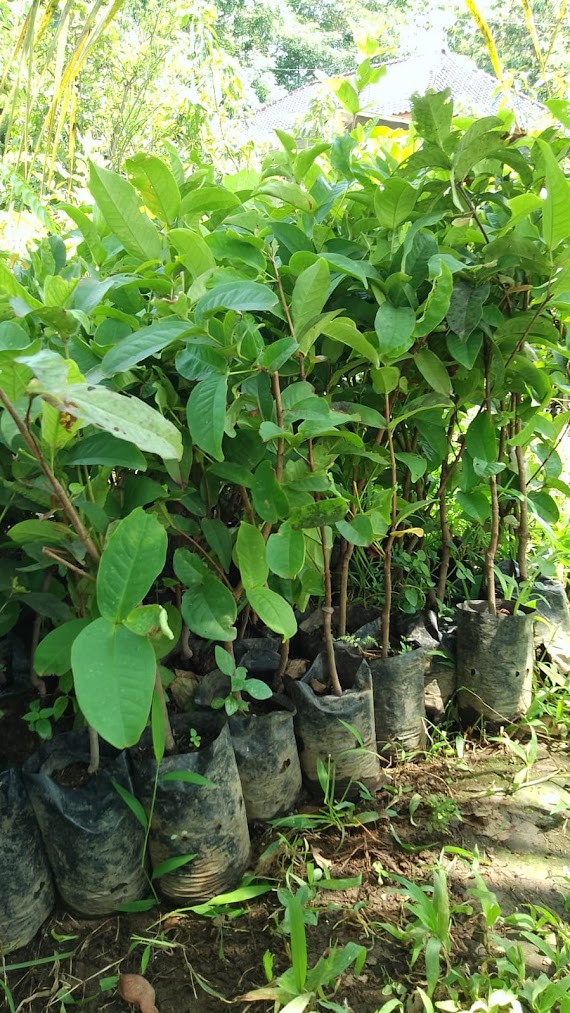 jual bibit pohon jambu kancing merah yang cepat berbuah riau Gorontalo