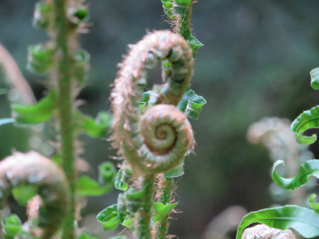 Stimpson Family Nature Reserve