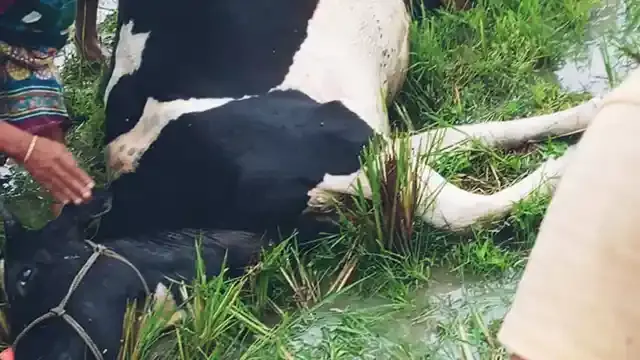 উল্লাপাড়ায় বজ্রপাতে গরুর মৃত্যু, কৃষকের ১ লাখ ৭০ হাজার টাকা ক্ষতি