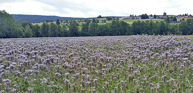 Die Farbe Violett | The Color Purple