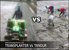 Transplanter Padi versus tanam Tandur (Tanam Konvensional)