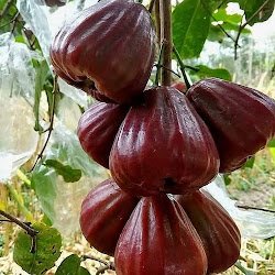 Bibit Jambu Air Black Kingkong Super Genjah Unggul