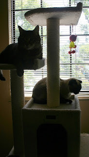 build your own cat tree plans