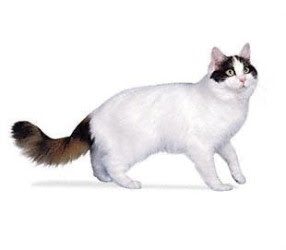 Turkish Van Cat