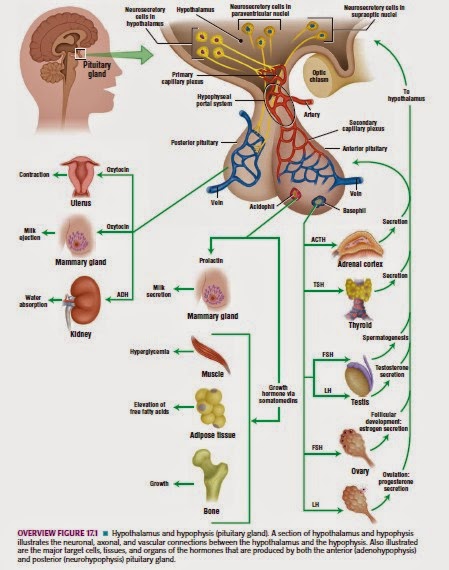 HARDIN BURUHI MAKALAH  Anatomi Fisiologi Sistem  Endokrin  